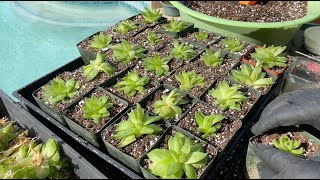 Haworthia Propagation Tips  Episode 158 [upl. by Ojoj775]