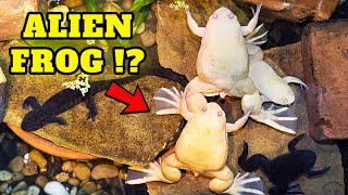 must know facts about The ULTIMATE Albino African Clawed frog  Guide for beginners [upl. by Hilton]