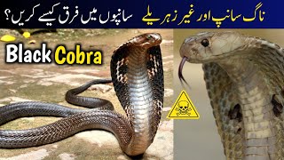 Indian Cobra vs Indian Rat Snake Difference  Snakes Identification Guide [upl. by Nayrda]