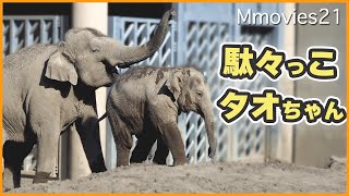 【ゾウの別れ際】離れたくない！慌てて追いかけ駄々をこねるタオに優しく厳しく接するニャインの姿が感動的〜アジアゾウの社会性Asian Elephant Life [upl. by Yaresed]