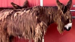 Donkey With Long Shaggy Hair The Rare Poitou Donkey Rare Ancient French Breed [upl. by Nya725]