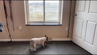 🐰🐷 NO NOSENOSE WORK🐷🐰k9servicesunlimited nosework frenchie sniff dog [upl. by Eiliah603]