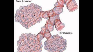 Crepitantes finos con sonido bronquial lob derecho medio [upl. by Audry]