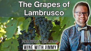 The Key Grapes of Lambrusco For WSET Level 4 Diploma [upl. by Nesral]