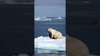 Massive polar bear hunts orca calf [upl. by Sorazal359]