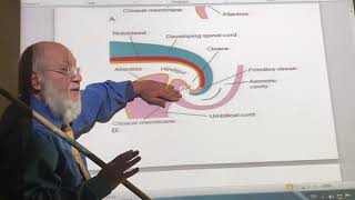 General embryology 32  Allantois  by Dr Wahdan [upl. by Adnorat]