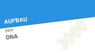 AUFBAU DER DNA  Biologie  Genetik und Entwicklungsbiologie [upl. by Gherardi]