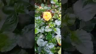 Crossandra Plant shortvideo [upl. by Strauss]