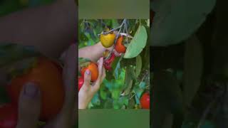 Harvest persimmon in the forest go to the market sell My Bushcraft harvest bushcraft persimon [upl. by Dowlen150]