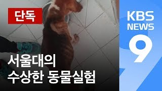 단독 “아사 직전에 코피까지”…서울대의 수상한 동물실험  KBS뉴스News [upl. by Stone]