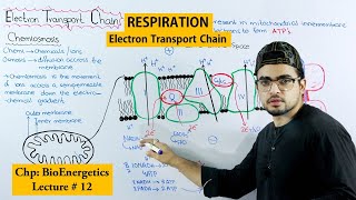 Electron transport Chain ETC Cellular respiration [upl. by Neerak]