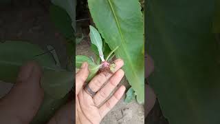 Benefits of Bryophyllum gardening plants garden shortsvideo nature shortsviral bryophyllum [upl. by Acemaj]