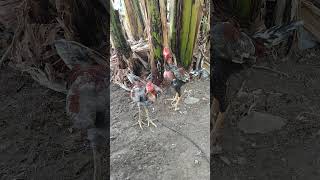 Ayam kelabu super [upl. by Lerrehs520]