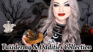 My Updated Taxidermy amp Oddities Collection  LunaLily 2024 [upl. by Kal921]