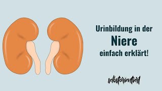 Harnbildung in der Niere mit allen Stationen einfach erklärt  Filtration  Nephronkreislauf  Urin [upl. by Skvorak]