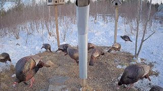 quotRyans Bird Buffetquot Ground View at Brownvilles Food Pantry for Deer [upl. by Asenad]