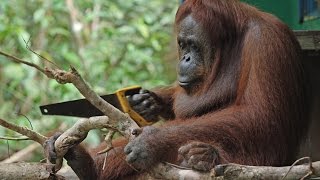 Robot Orangutan Vs Wild Orangutan Sawing Duel [upl. by Peder]