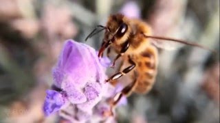 How bees turn nectar into honey [upl. by Niliac]