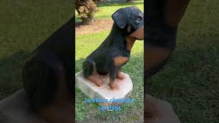 Beautiful carved Rottweiler First time I used an air brush and I loved it rottweilerlife [upl. by Massab]