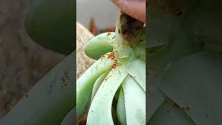 Putting Cinnamon Powder on Mealybugs mealybugsonsucculents mealybugs cinnamon succulents [upl. by Ainwat]