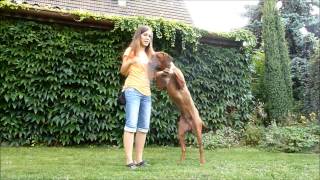 Hubby 10 months  Rhodesian ridgeback dog dance tricks [upl. by Enilrek]