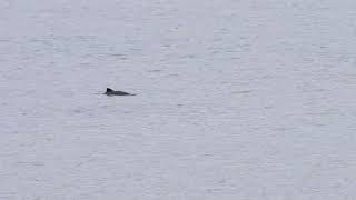 Harbour Porpoise  North Queensferry  21042024 [upl. by Manya]