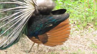 Pfaueninsel Peacock Island Berlin [upl. by Aihsila]