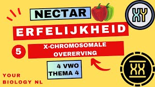 4 vwo  Erfelijkheid  5  Xchromosomale overerving [upl. by Eiznek]