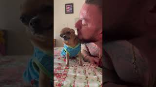 Adorable Morning Routine of Little Chihuahua  Never Enough Kisses dog [upl. by Kerred]