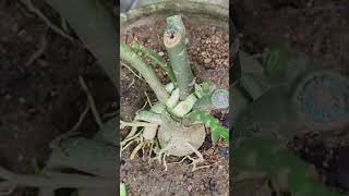 Adenium plant grafting [upl. by Eahsed]