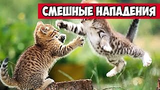 Смешные нападения животных котов собак и других  Bazuzu Video ТОП подборка май 2017 [upl. by Euphemiah]