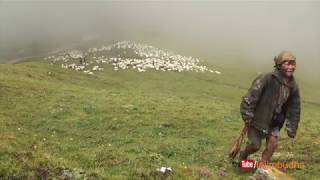 Himalayan way to make shelter  sheep farm [upl. by Dickey]