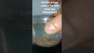 grindal worms culture for sale grindalworm [upl. by Eoj286]