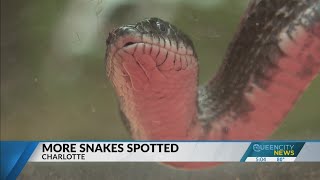 More snakes spotted in Charlotte [upl. by Norrat658]