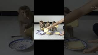 slice bread for three little cuteanimal monkey newbornanimal funnyanimal pet [upl. by Fotina329]