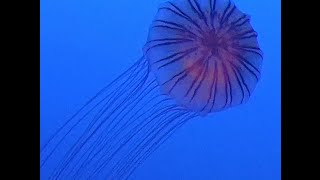 アカクラゲ Japanese sea nettle Chrysaora pacifica 新江ノ島水族館 Enosima Aquarium [upl. by Gerrard]