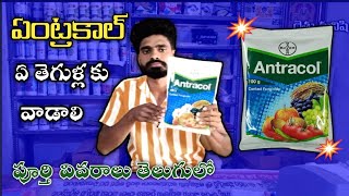 Bayer Antracol Contact Fungicide use in teluguPropineb 70wpZink Difenceny ControlRythu Manishi [upl. by Dorlisa]