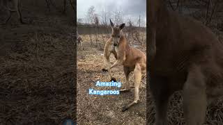 Amazing Kangaroo foryou animals pets [upl. by Akierdna715]