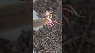 Ghost plant propagation by 🍃 leaves ytshorts shortvideo natureslover plantlover succulent 🦋🎶❣️😊 [upl. by Noreik630]