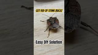 Eliminate stink bugs easily this fall stinkbug diy [upl. by Nibur]