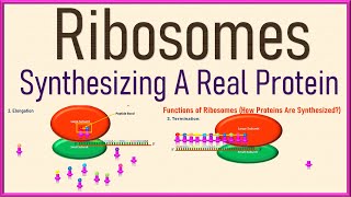 Ribosomes Cell Biology  Structure and Function  Protein Synthesis 3d Animation [upl. by Adnolat]