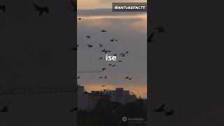 Sleep flying 💤🕊️ facts factsinhindi hindi nature naturefacts sciencefacts science shorts [upl. by Acima]