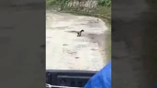 Yellow throated marten tries to catch cat [upl. by Thurmann657]