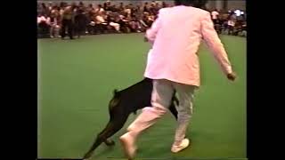 Crufts 1994Dobermanns [upl. by Gladstone633]