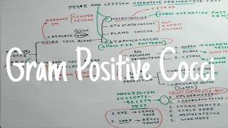 Gram Positive Cocci  Microbiology  The Charsi of Medical Literature [upl. by Eniamor]