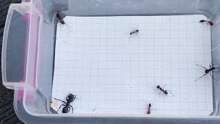 Epic Ant Battles 8 genus  родов В честьIn honor of 5000 subscribersподписчиков [upl. by Raknahs]