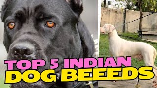 Top 5 Indian Dogs Breeds Dogs Breeds In IndiaWorld Dangerous Breeds From India [upl. by Alra785]