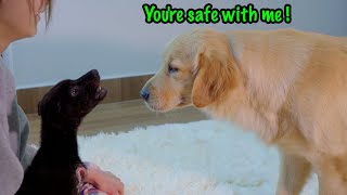 My Golden Retrievers Gentle Approach to a Terrified Rescue Puppy [upl. by Ferrigno190]