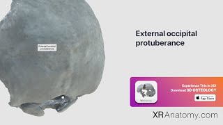 External occipital protuberance [upl. by Emelina]