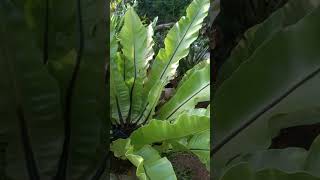 my birds nest fern plantlover plants [upl. by Ecienaj]